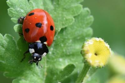 <i>Coccinella septempunctata</i>