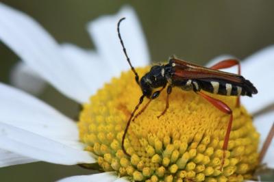 <i>Stenopterus rufus</i>