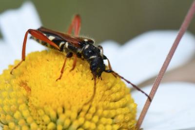 <i>Stenopterus rufus</i>