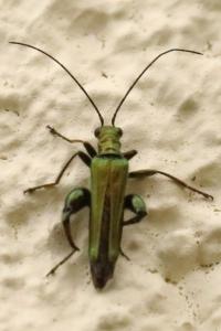 <i>Oedemera nobilis</i>