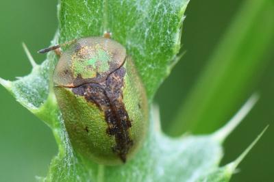 <i>Cassida vibex</i>