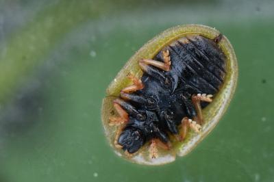 <i>Cassida vibex</i>