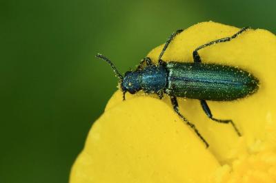 <i>Psilothrix viridicoerulea</i>