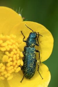 <i>Psilothrix viridicoerulea</i>