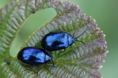 <i>Agelastica alni</i>