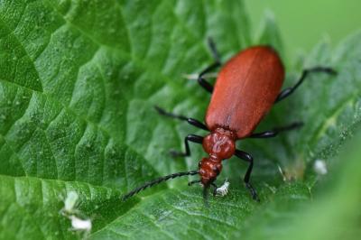 <i>Pyrochroa serraticornis</i>