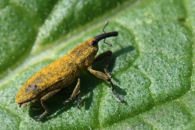 <i>Lixus pulverulentus</i>