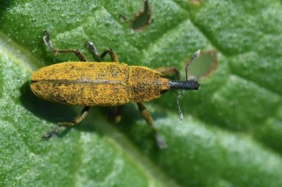 <i>Lixus pulverulentus</i>