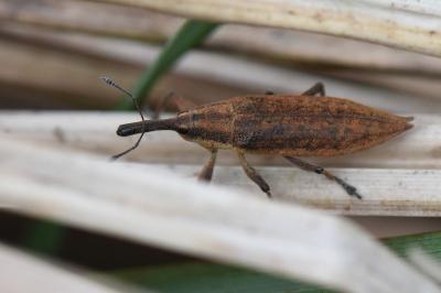 <i>Lixus iridis</i>