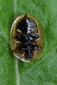 <i>Cassida vibex</i>