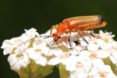 <i>Rhagonycha fulva</i>