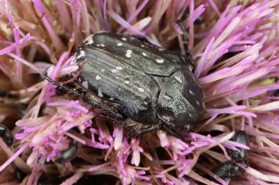 Oxythyrea funesta