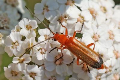 <i>Rhagonycha fulva</i>