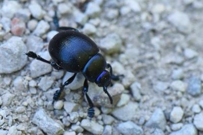 <i>Timarcha goettingensis</i>