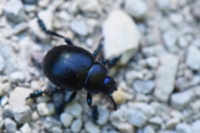 <i>Timarcha goettingensis</i>