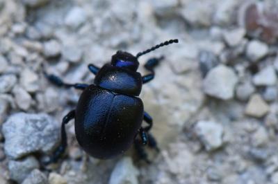 Timarcha goettingensis
