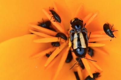 <i>Cryptocephalus vittatus</i>