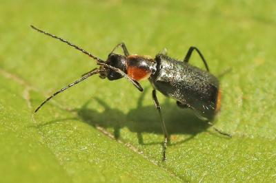 <i>Axinotarsus pulicarius</i>