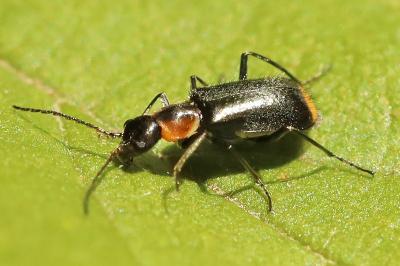 <i>Axinotarsus pulicarius</i>