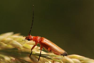 <i>Rhagonycha fulva</i>