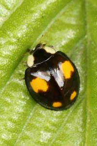 <i>Harmonia axyridis</i>