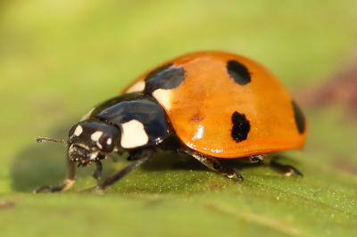 <i>Coccinella septempunctata</i>