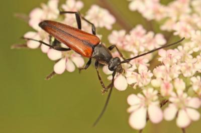 <i>Stenurella melanura</i>
