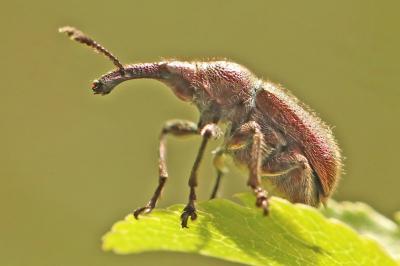 <i>Rhynchites auratus</i>