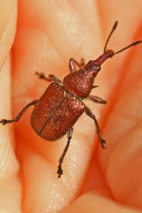<i>Rhynchites auratus</i>