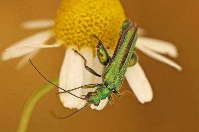 <i>Oedemera nobilis</i>