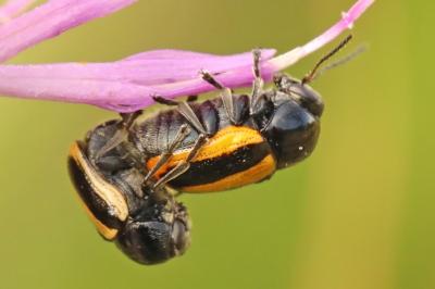 <i>Cryptocephalus vittatus</i>