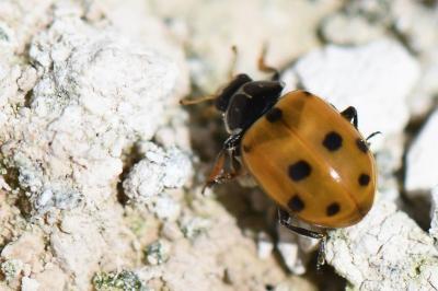 <i>Hippodamia variegata</i>