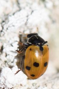 <i>Hippodamia variegata</i>