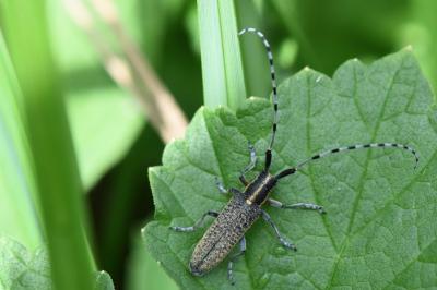 <i>Agapanthia villosoviridescens</i>