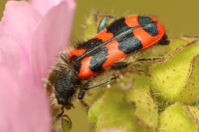 <i>Trichodes alvearius</i>