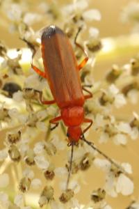 <i>Rhagonycha fulva</i>