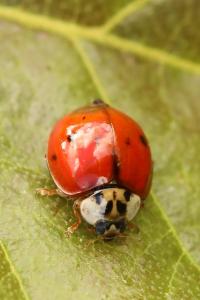 <i>Harmonia axyridis</i>
