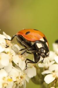 Coccinella septempunctata