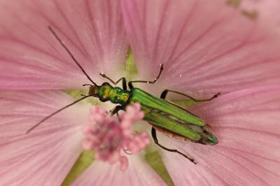 <i>Oedemera nobilis</i>