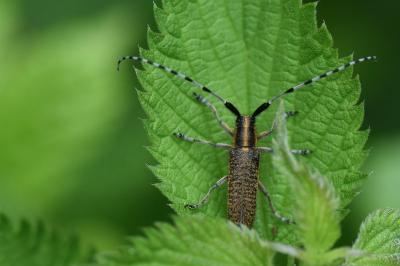 <i>Agapanthia villosoviridescens</i>
