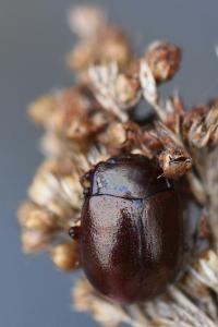 <i>Chrysolina staphylaea</i>