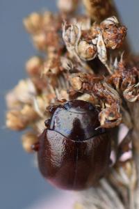 <i>Chrysolina staphylaea</i>