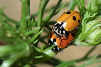<i>Hippodamia variegata</i>