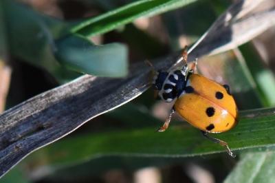 <i>Hippodamia variegata</i>