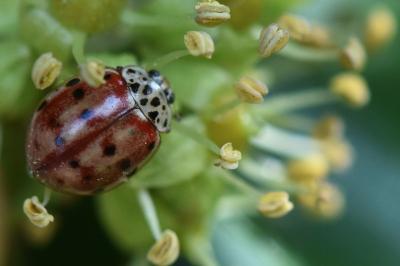 <i>Harmonia quadripunctata</i>