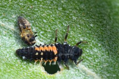 <i>Harmonia axyridis</i>