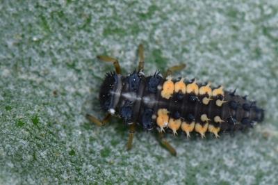 <i>Harmonia axyridis</i>