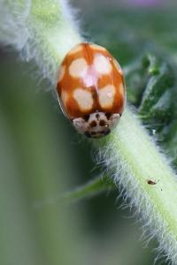 <i>Adalia decempunctata</i>