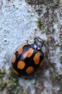 <i>Adalia decempunctata</i>