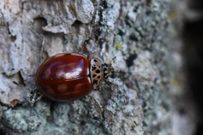 <i>Harmonia quadripunctata</i>